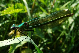 Chalcolestes viridis - Westliche Weidenjungfer (Gemeine Weidenjungfer, Große Binsenjungfer)